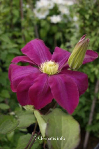 Clematis 'Hoshi-no-flamenco'