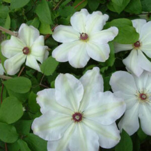 Clematis 'Ibi'