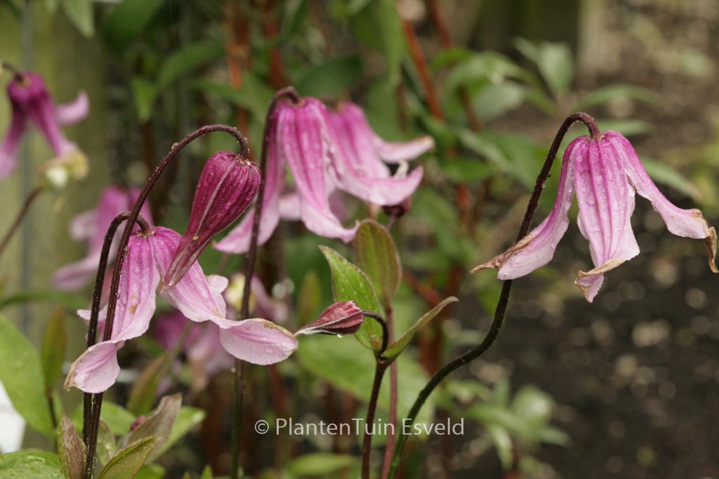 Clematis integrifolia 'Rosea'