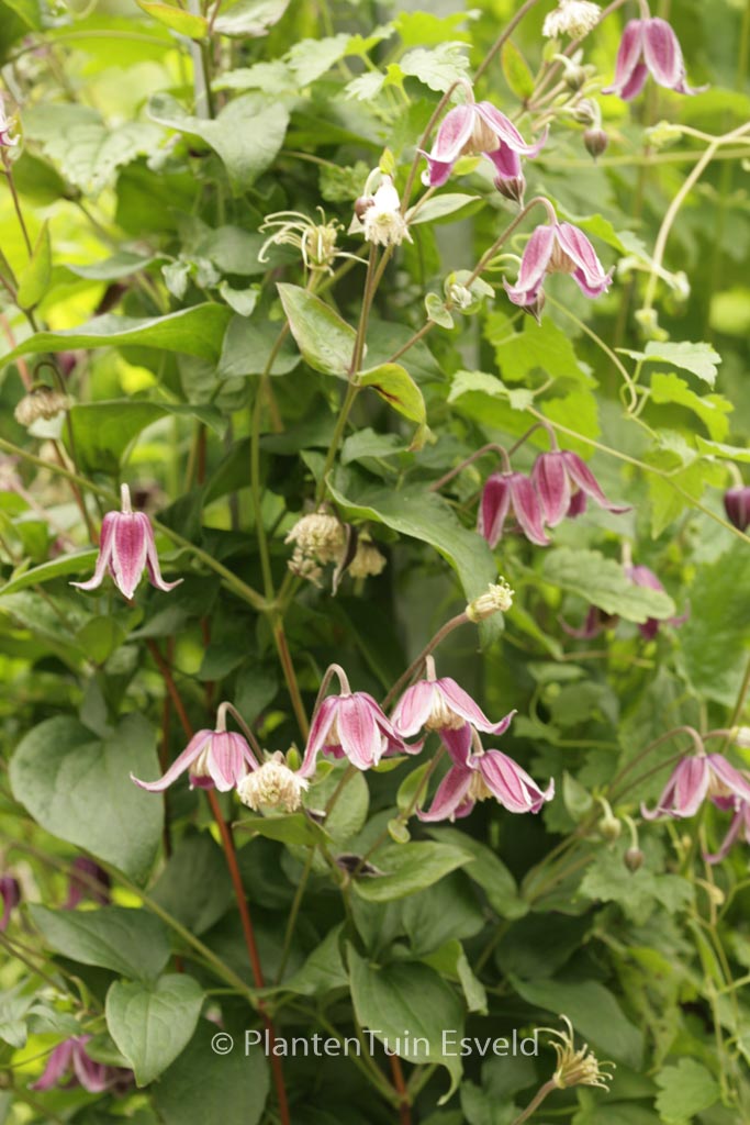 Clematis 'Jan Fopma'