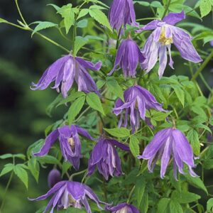 Clematis 'Jan Lindmark'