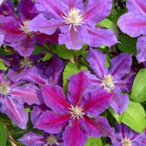 Clematis 'Julka'