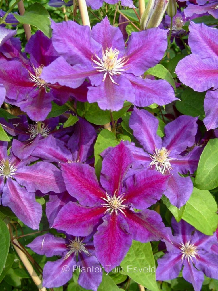 Clematis 'Julka'