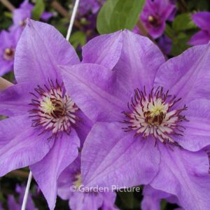Clematis 'Koenigssohn'