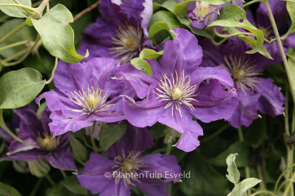 Clematis 'Lady Betty Balfour'