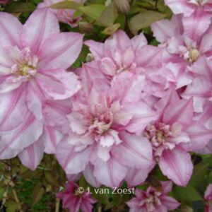 Clematis 'Lasting Love'