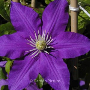 Clematis 'Lasurstern'