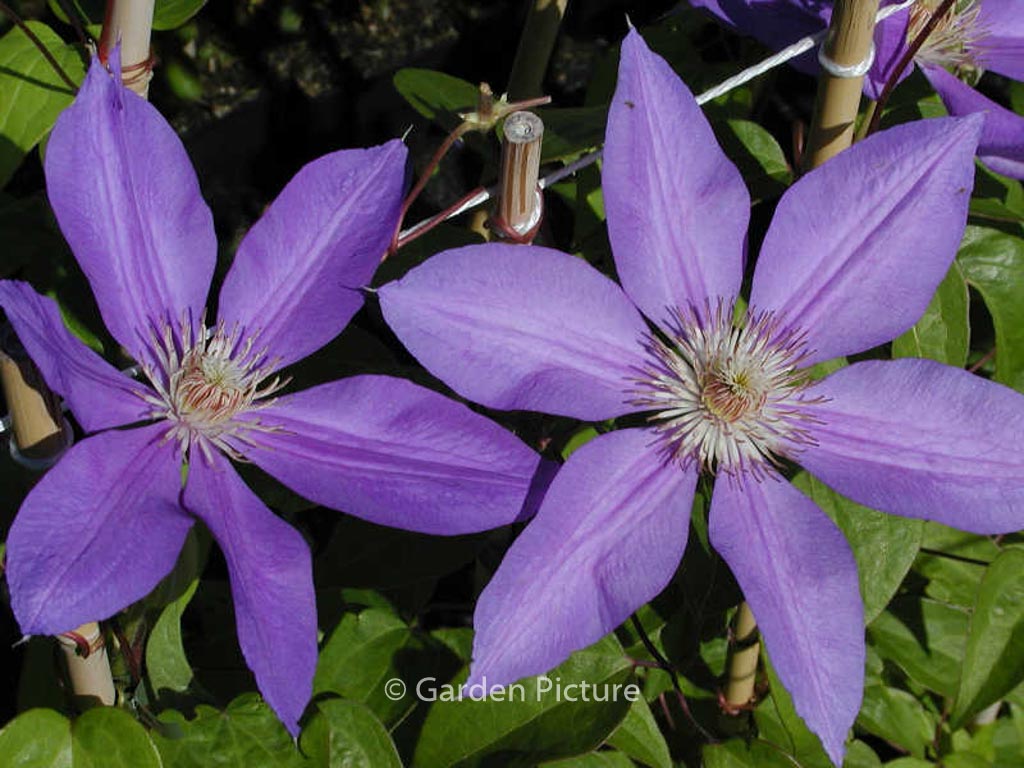 Clematis 'Lawsoniana'