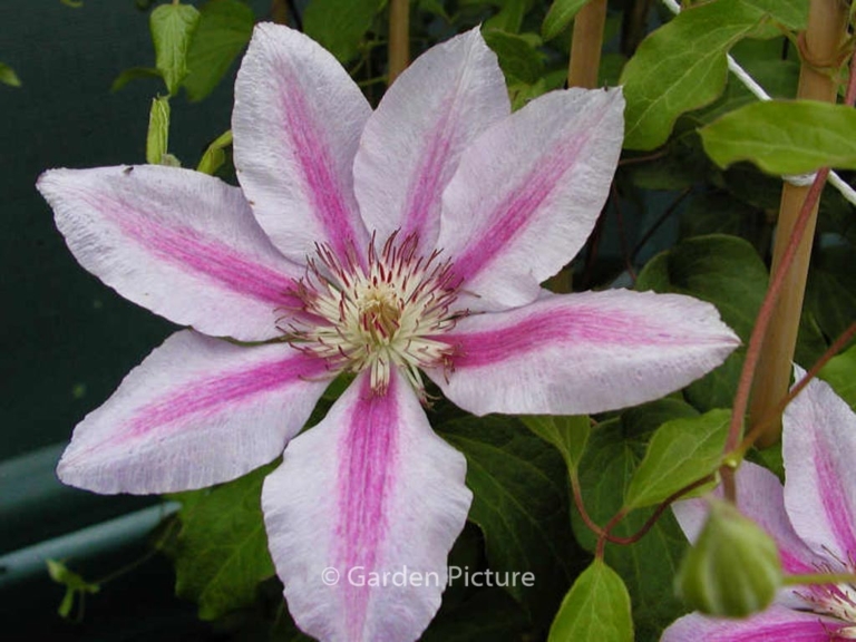 Clematis 'Love Jewelry'