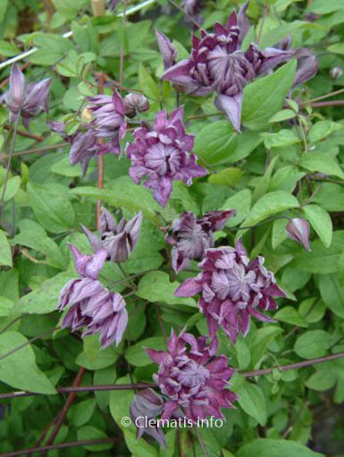 Clematis 'Mary Rose'