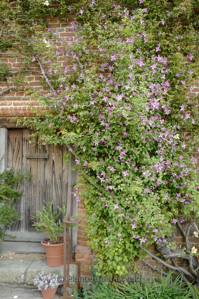 Clematis 'Minuet'