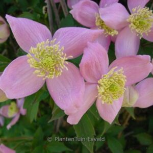 Clematis montana 'New Dawn'