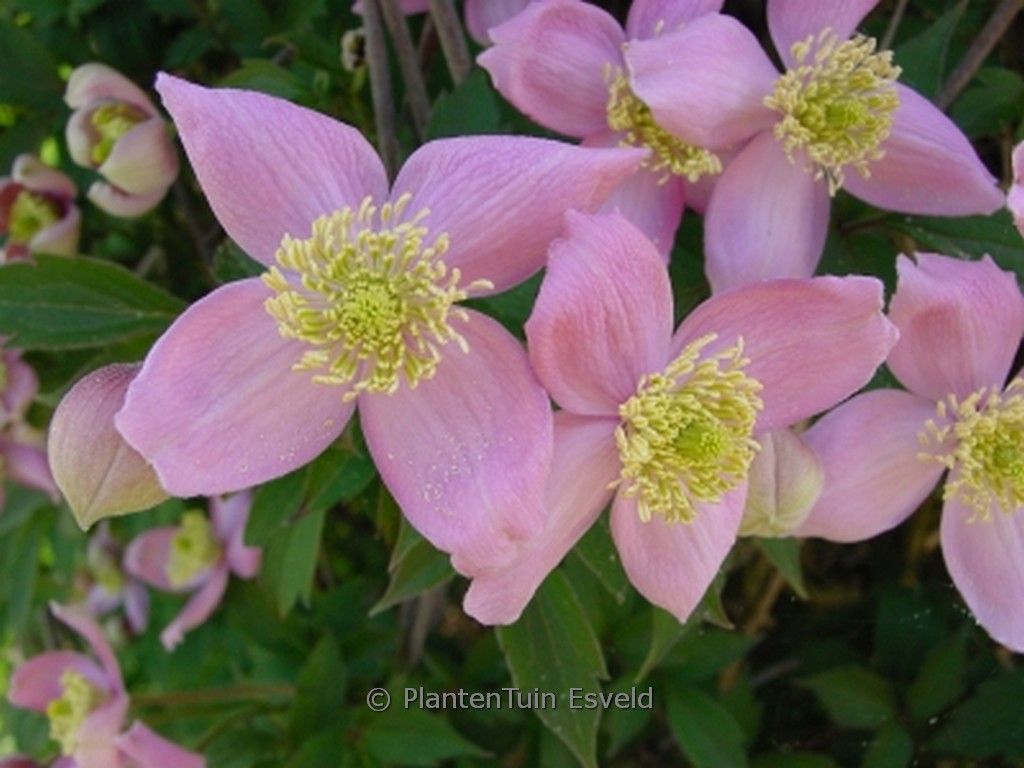 Clematis montana 'New Dawn'