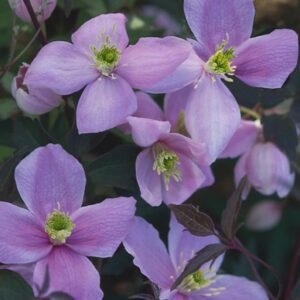Clematis montana 'Odorata'