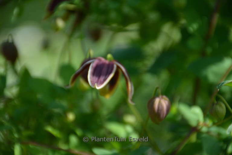 Clematis 'My Angel'
