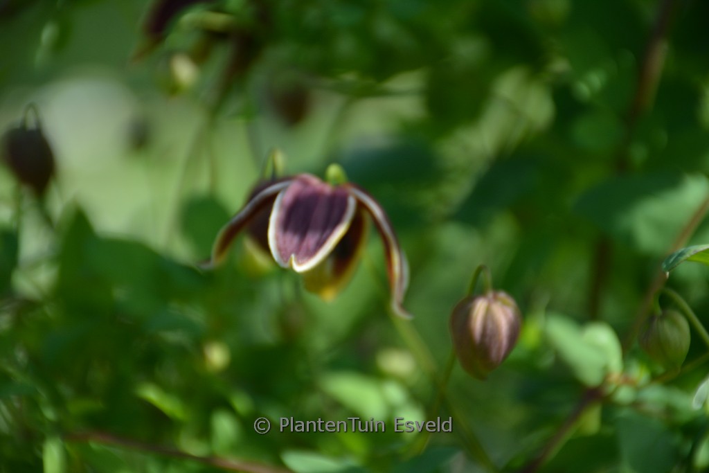 Clematis 'My Angel'