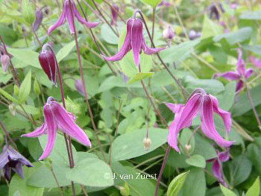 Clematis 'Pangbourne Pink'