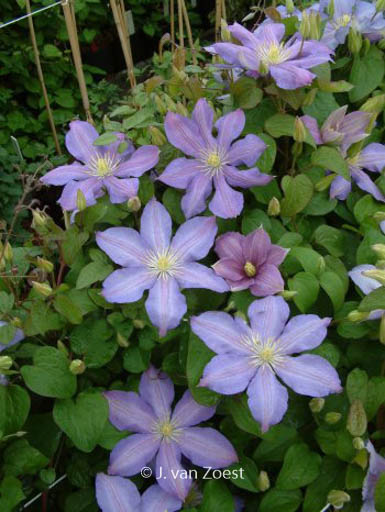Clematis 'Paola'
