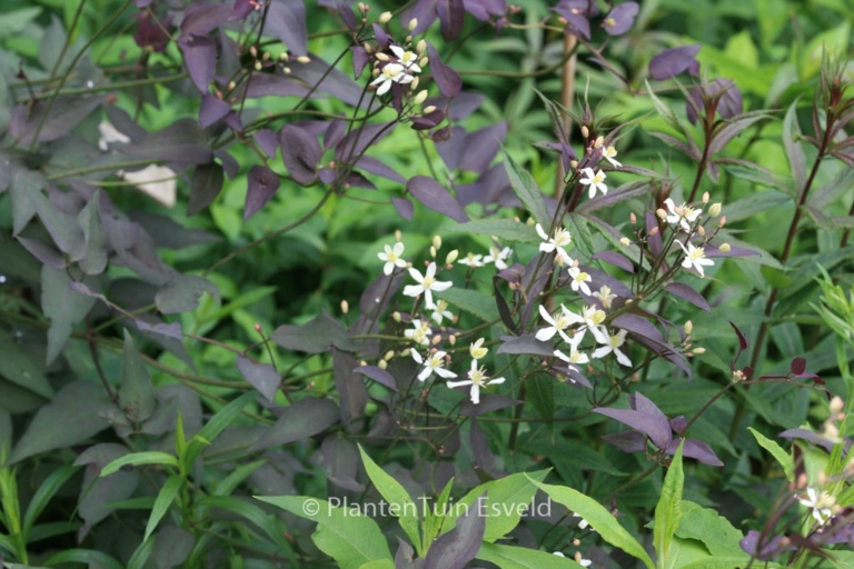 Clematis recta 'Purpurea'