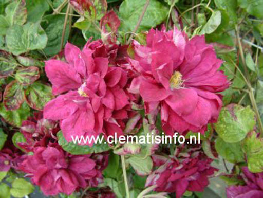 Clematis 'Red Star'