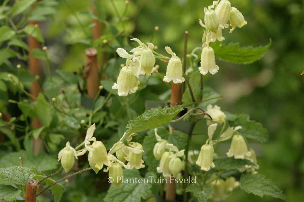 Clematis rehderiana