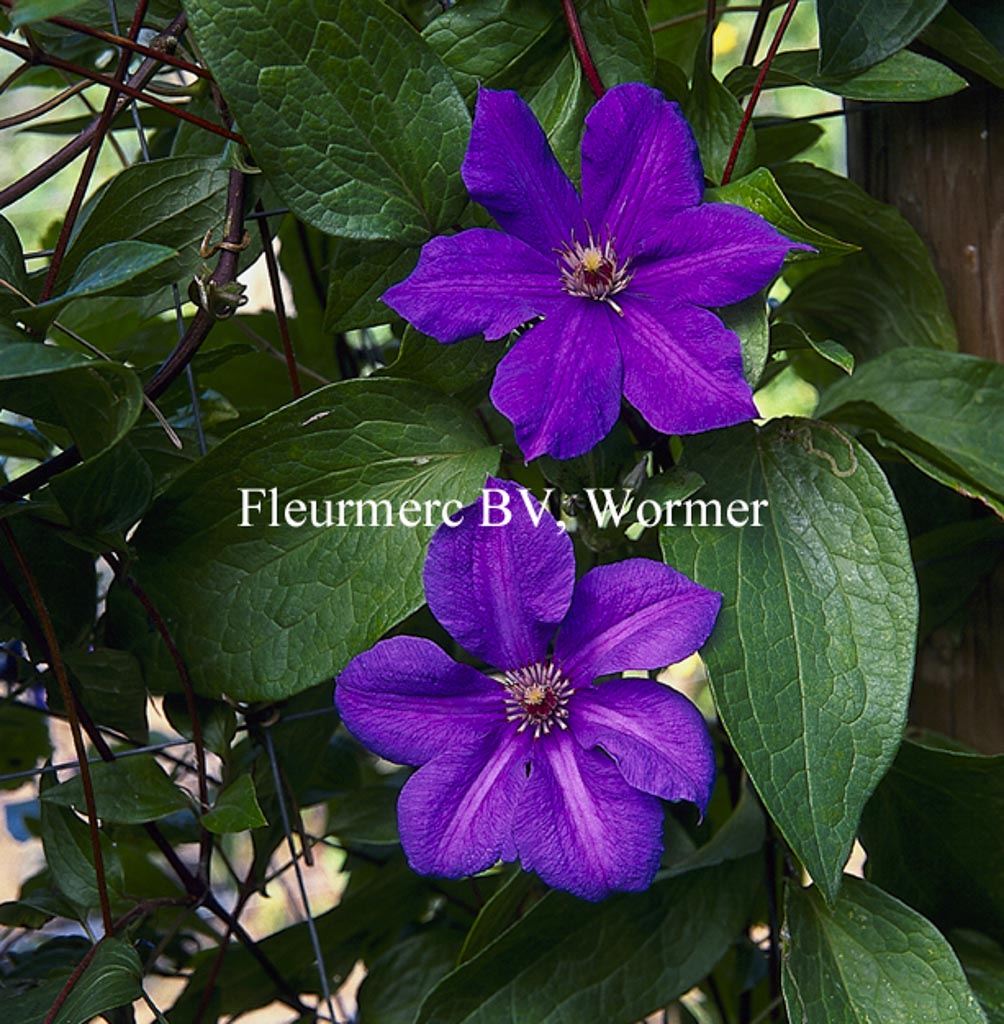Clematis 'Semu'