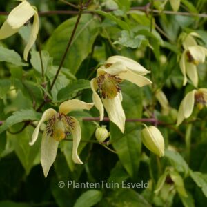 Clematis serratifolia