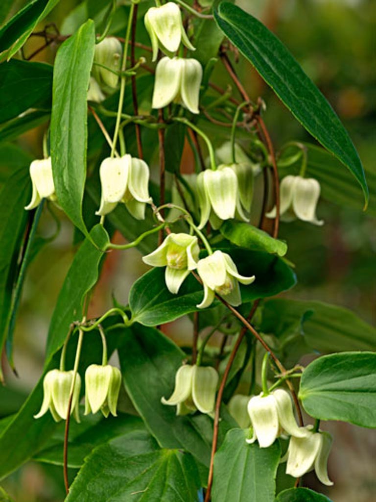 Clematis 'Snow Bells'