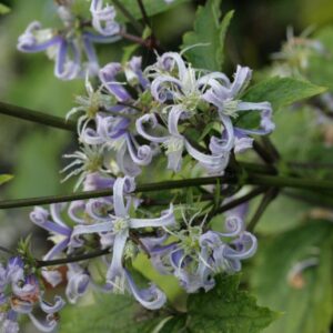 Clematis stans