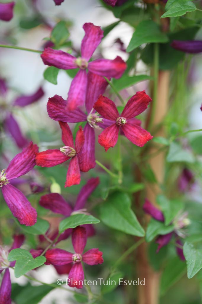 Clematis 'Sweet Summer Love'