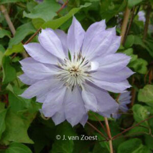 Clematis 'Teshio'