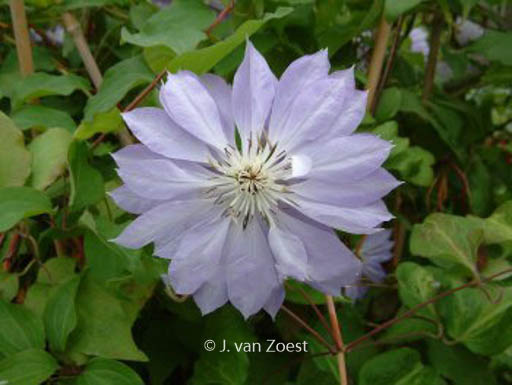 Clematis 'Teshio'