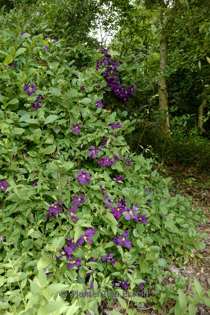 Clematis 'Viola'