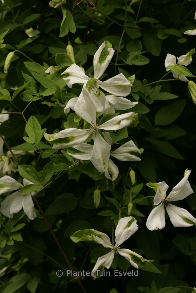 Clematis viticella 'Alba Luxurians'