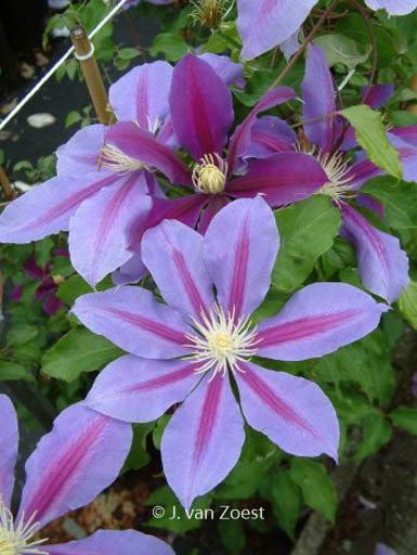 Clematis 'Walter Pennell'