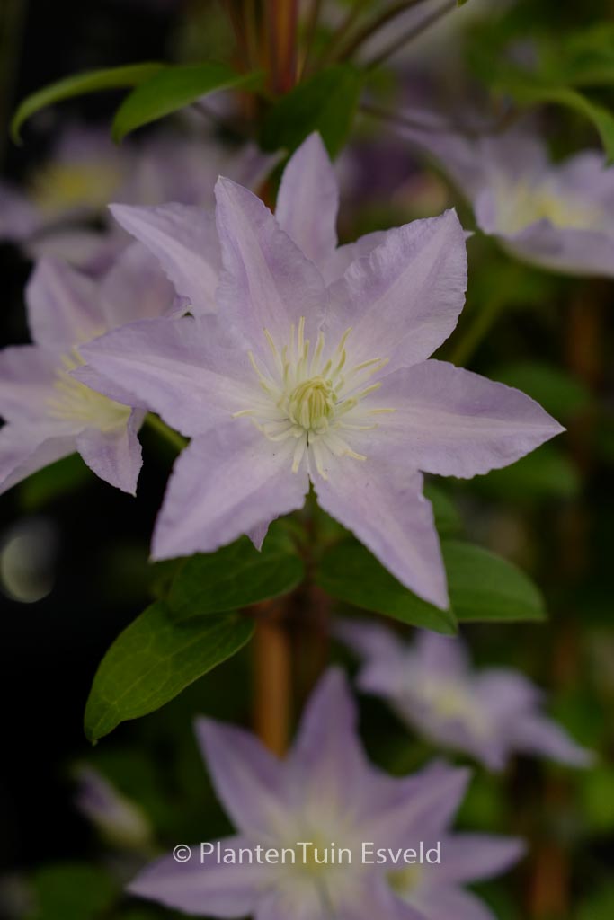 Clematis 'Zo01860' (SPOTLIGHT)