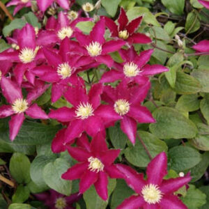 Clematis 'Zo06178' (SO MANY RED FLOWERS)