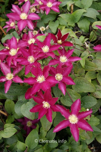 Clematis 'Zo06178' (SO MANY RED FLOWERS)