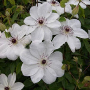 Clematis 'Zo08080' (WHITE PEARL)