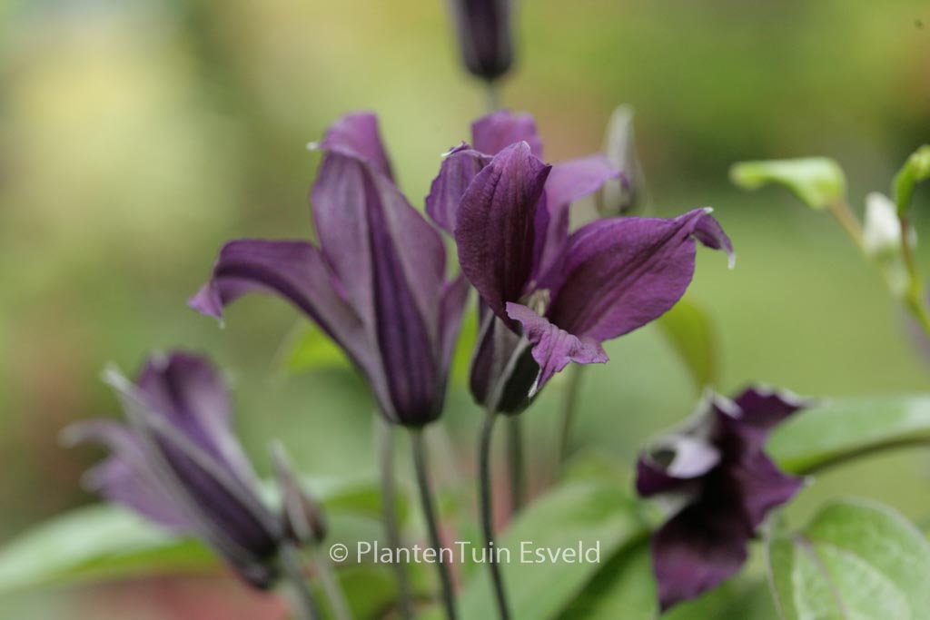 Clematis 'Zo09045' (BLUE OCEAN)