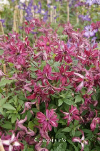 Clematis 'Zo09087' (ROSALYN)