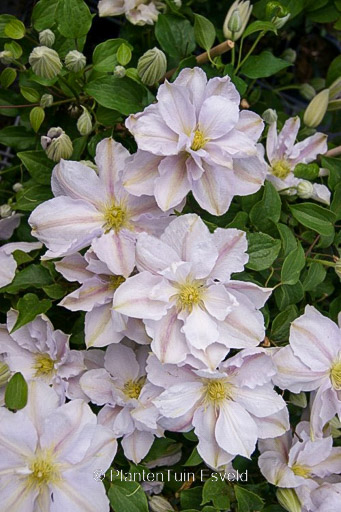 Clematis 'Zo10075' (BELLISSIMA)