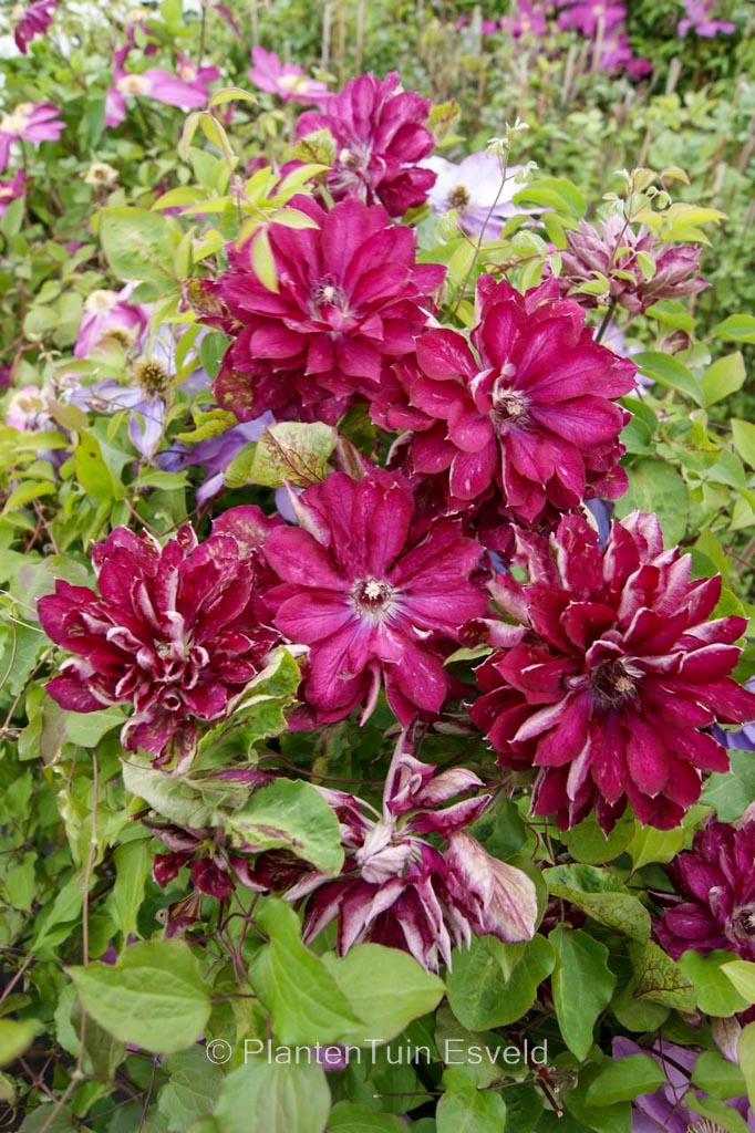 Clematis 'Zo11056' (RED PASSION)