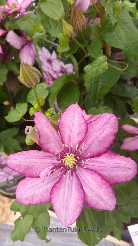 Clematis 'Zo11154' (PARADISO)