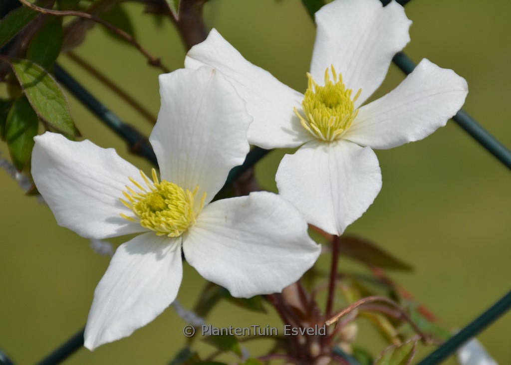 Clematis 'Zo12053PBRaf' (SPRING JOY)