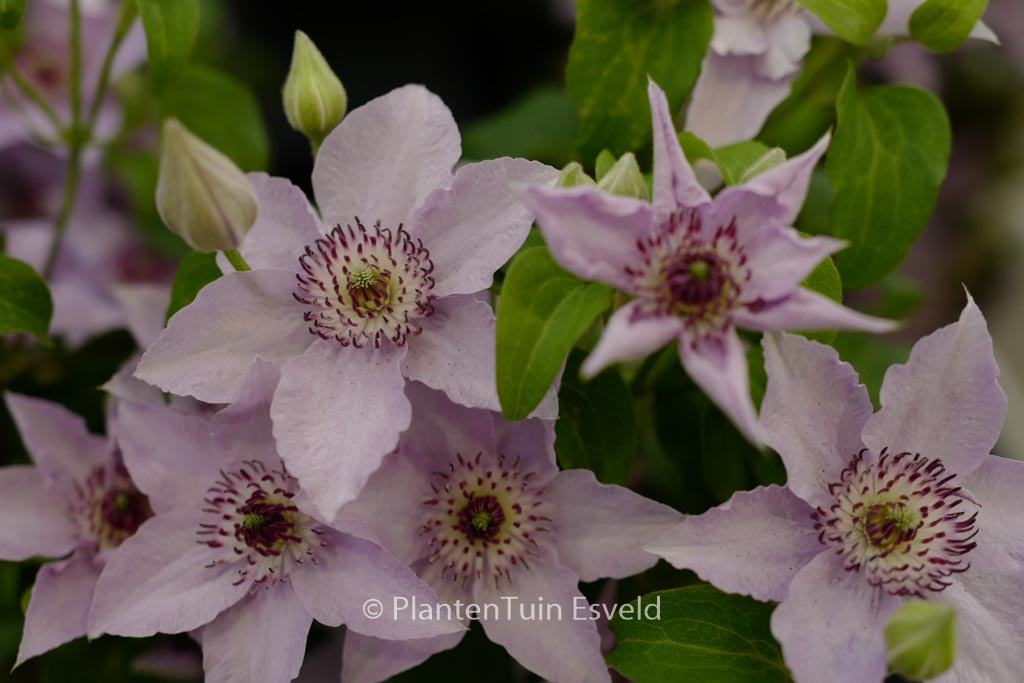 Clematis 'Zo12153' (MANDY)