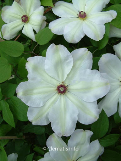 Clematis 'Zo12220' (ISABELLA)