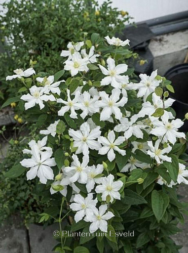 Clematis 'Zo14089' (WHITE ARABELLA)