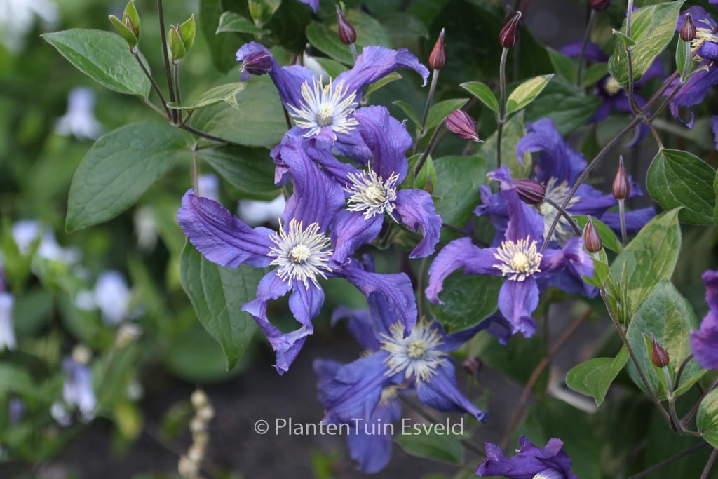 Clematis 'Zobluepi' (BLUE PIROUETTE)