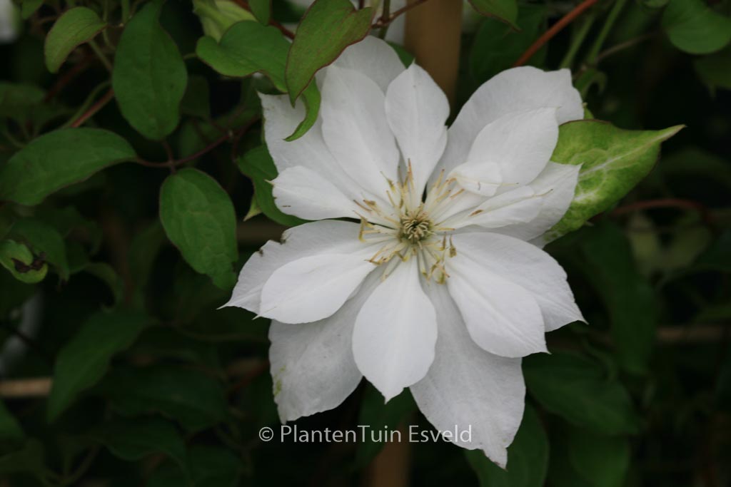 Clematis 'Zodado' (DANCING DORIEN)
